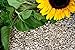 25 kg Sonnenblumenkerne geschält Neue Ernte 2022 von Futterbauer