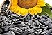 Sonnenblumenkerne schwarz 25 kg erstklassige Qualität Wildvogelfutter